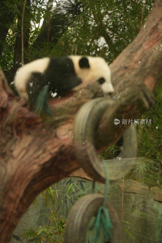 大熊猫幼崽慵懒趴树干上的可爱模样