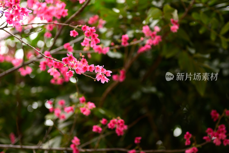 盛开的粉色樱花枝条