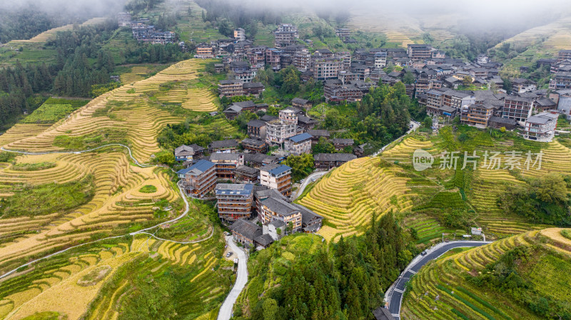 广西桂林龙脊梯田秋收稻田航拍风景