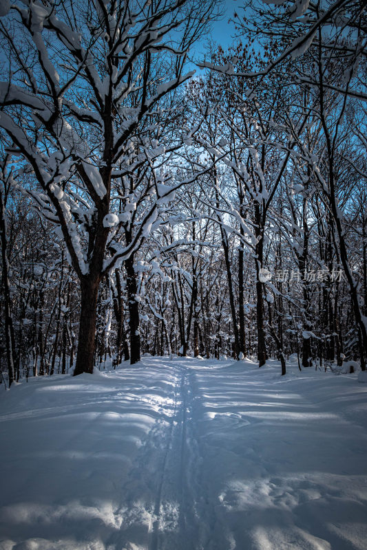 积雪覆盖的树林中有一条滑雪道