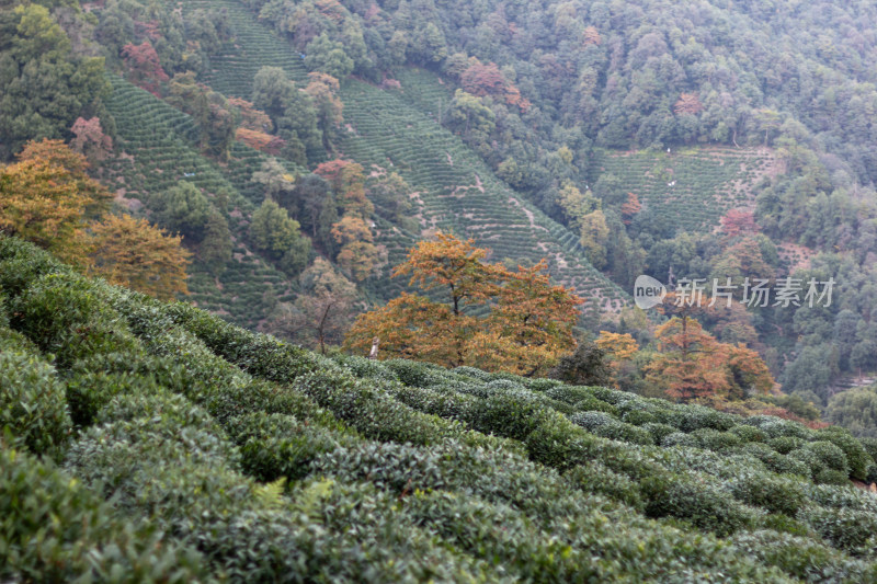 杭州龙井树十里锒铛茶园与民居景致