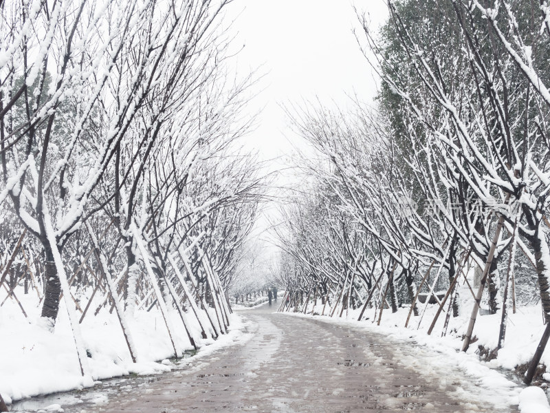 雪后林间小路雪景