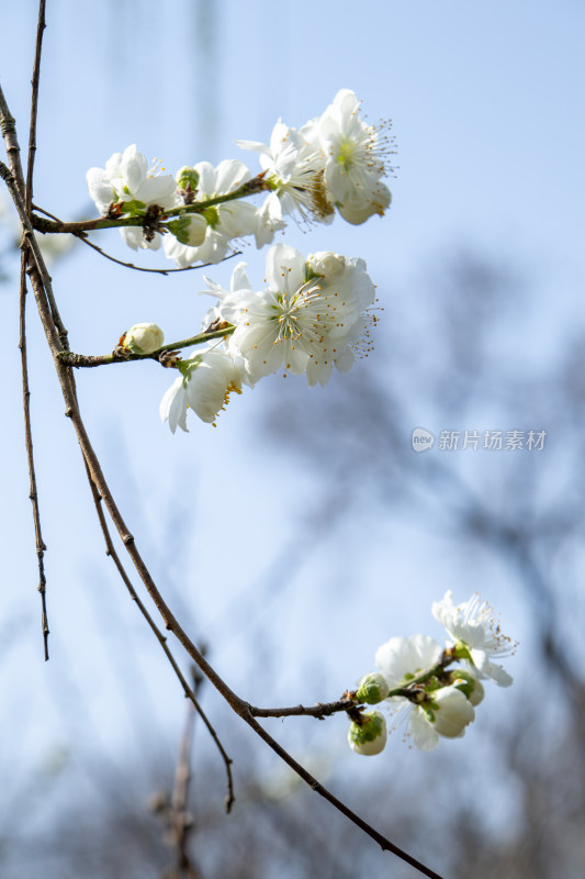 春天枝头盛开的白色桃花 白花山碧桃