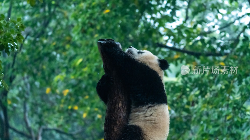 大熊猫爬树
