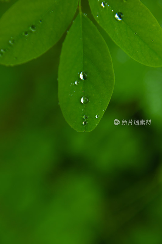 春雨自然雨水雨滴下雨水滴十二节气谷雨水分