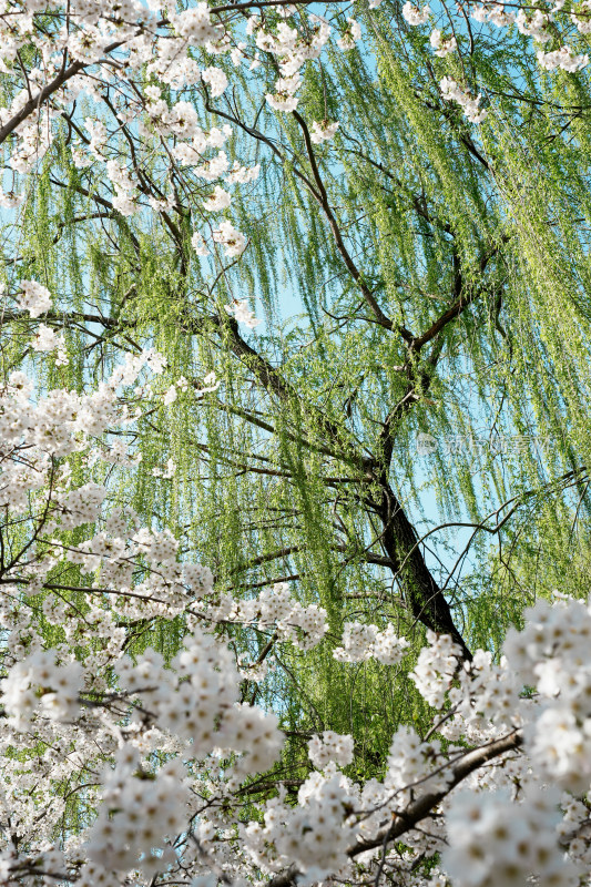 北京玉渊潭公园樱花节樱花树樱花