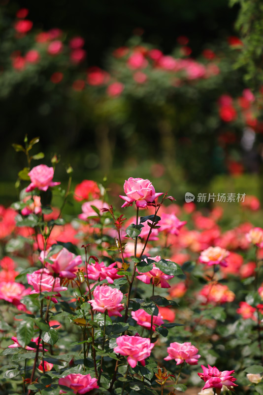 蔷薇科月季花醉香酒