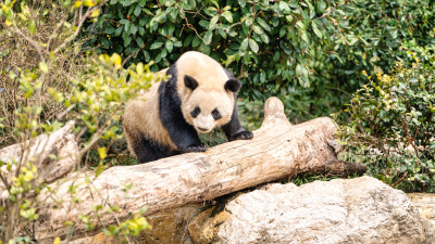 成都大熊猫繁育研究基地的大熊猫综合场景