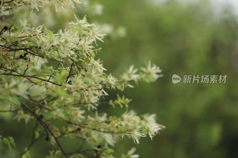 福建省泉州市德化县乡村植物特写