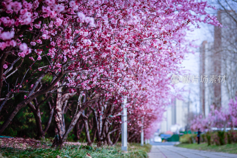 城市道路旁盛开的樱花景观