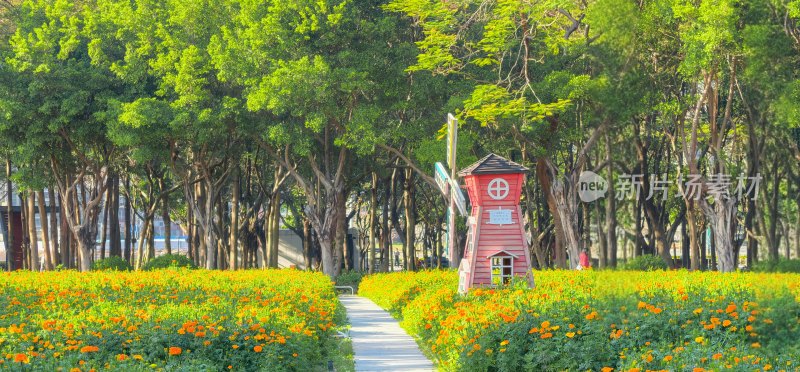 佛山市佛山新城佛山公园内的万寿菊花海