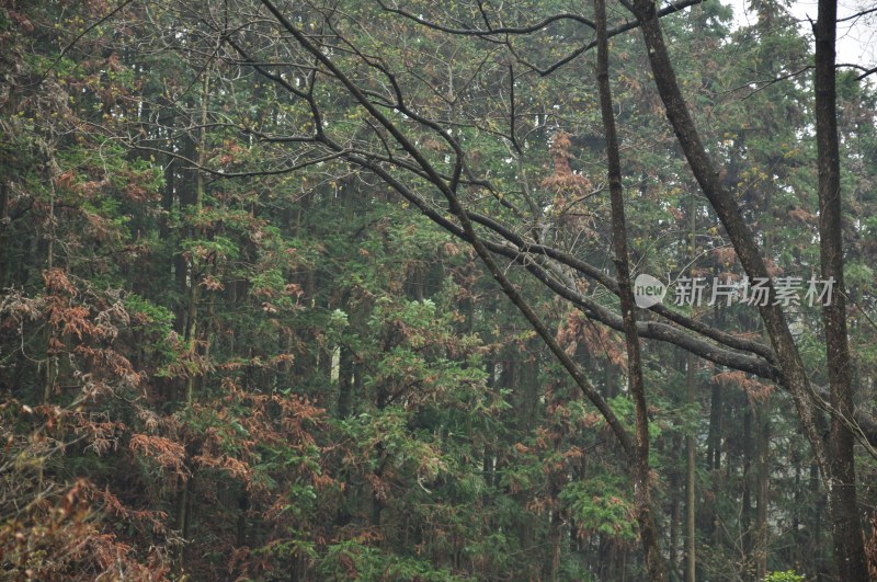 长沙风光  长沙街景 长沙城景  自然风景