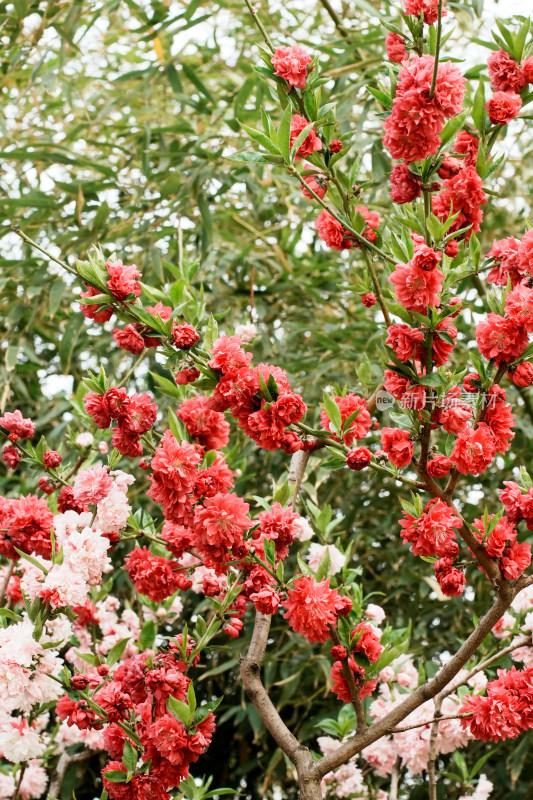 北京莲花池公园桃花