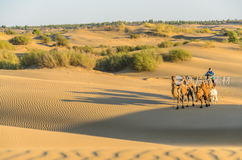 沙漠中的牧民与骆驼