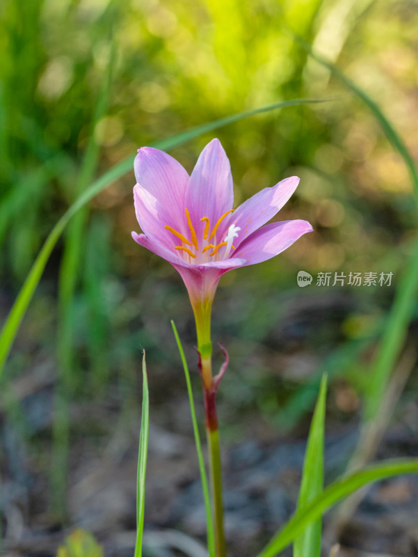 春天的韭莲开花