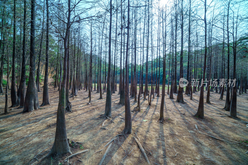 广州番禺大夫山森林公园干涸山塘与落羽杉林