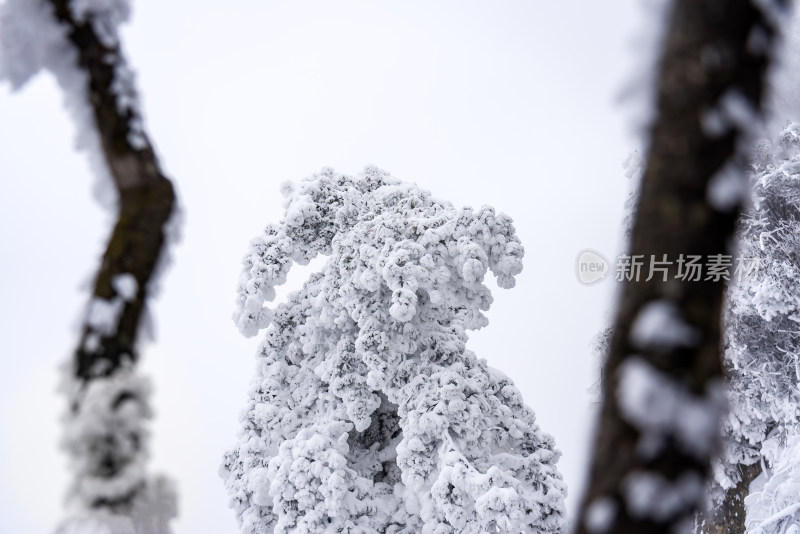 冬季大雪树木雾凇雪挂