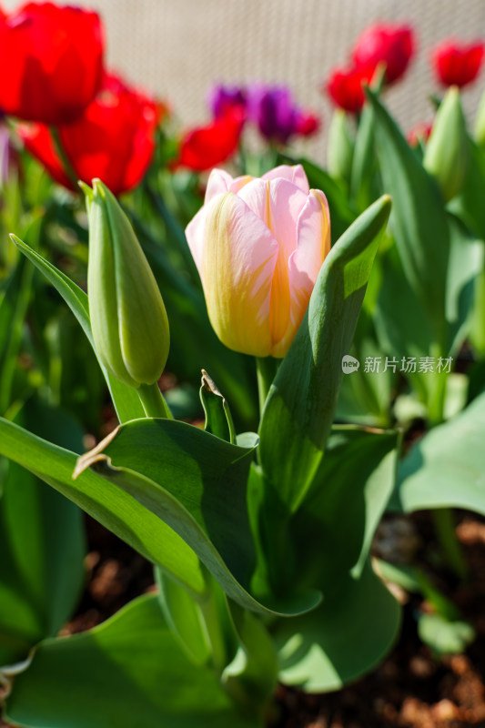 阳光下的郁金香花丛特写