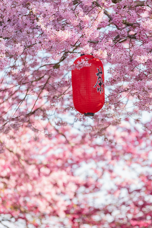 樱花盛开