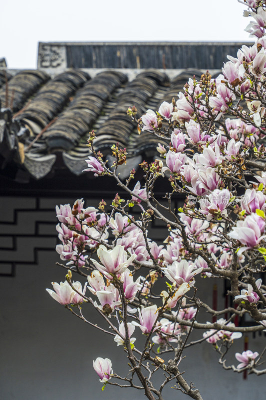 苏州园林网师园，梯云室的粉红色玉兰花开