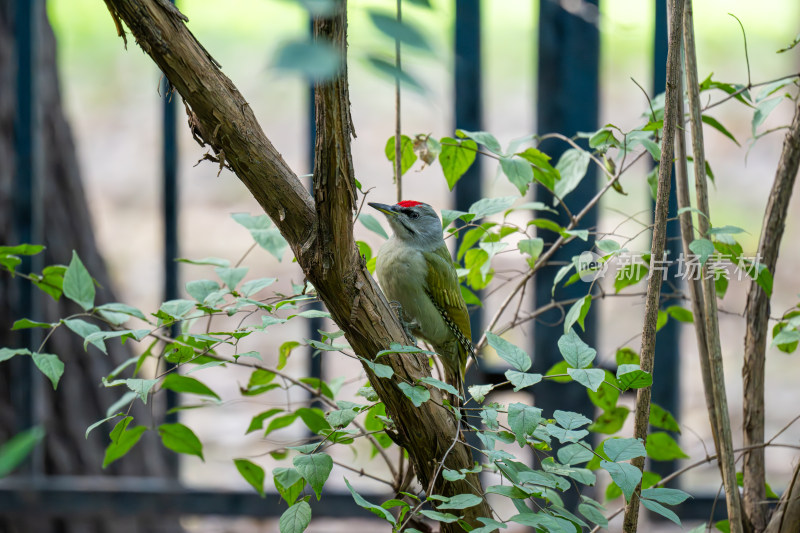 灰头绿啄木鸟（Picus canus）