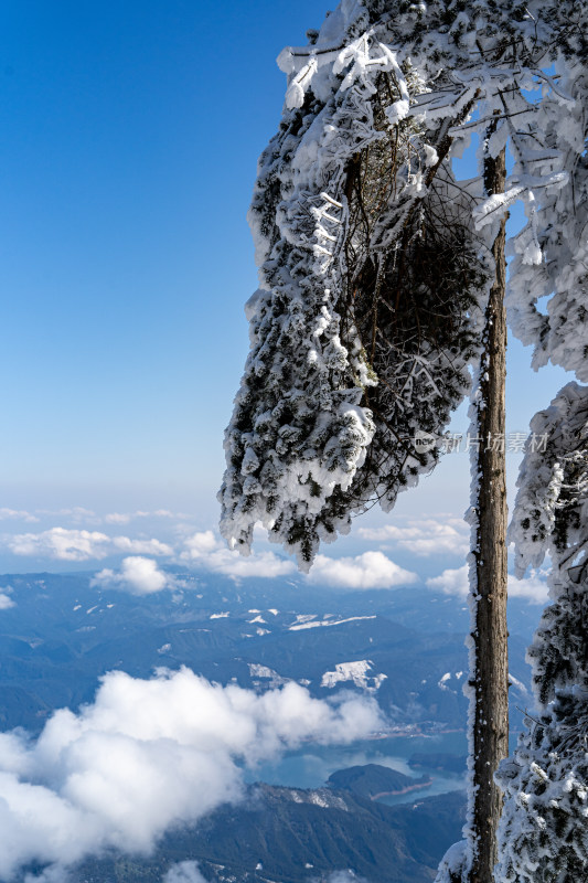 四川眉山瓦屋山景区冬日树枝上的冰雪