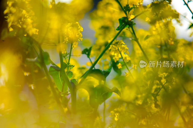 油菜花盛开