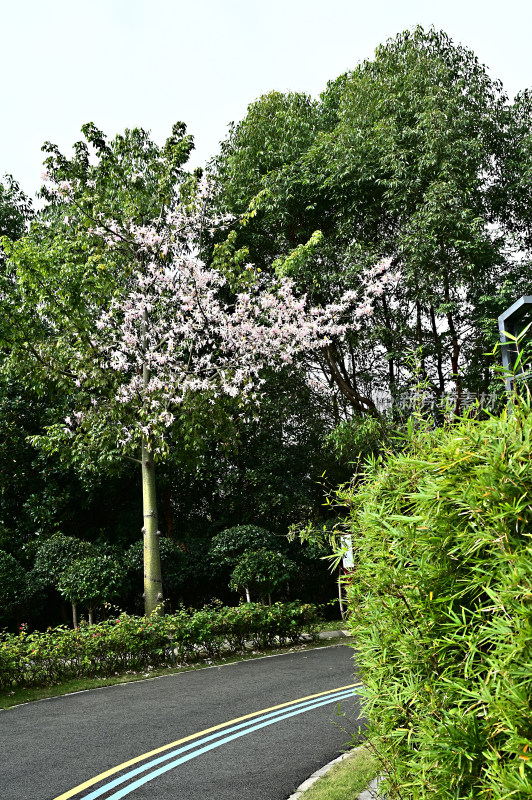 路边盛开的木棉花绿树