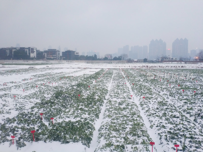 雪后菜地全景，高楼背景下的田野风光