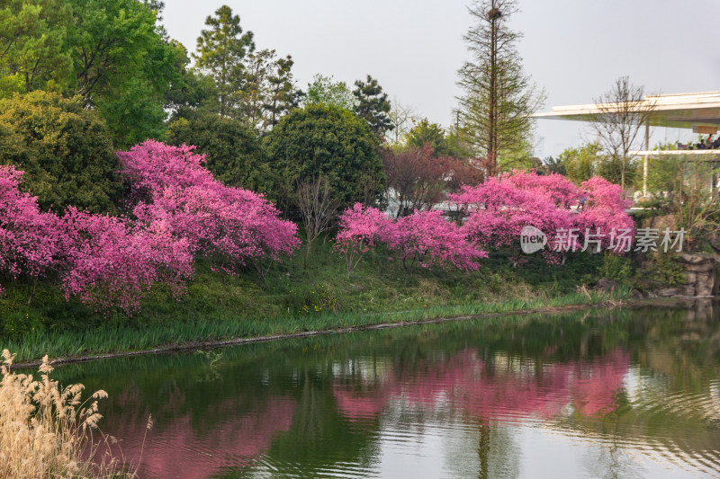 钱塘江畔水边盛开的粉色樱花树，春日美景