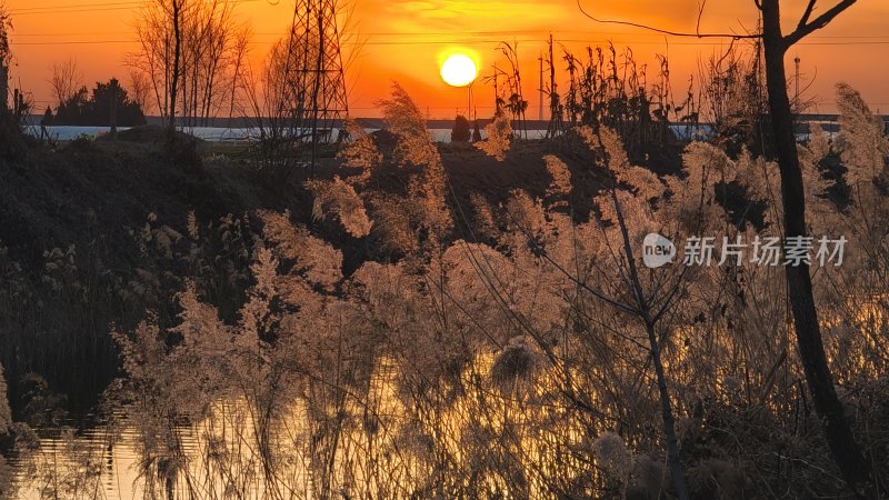 夕阳下芦苇与水面风光