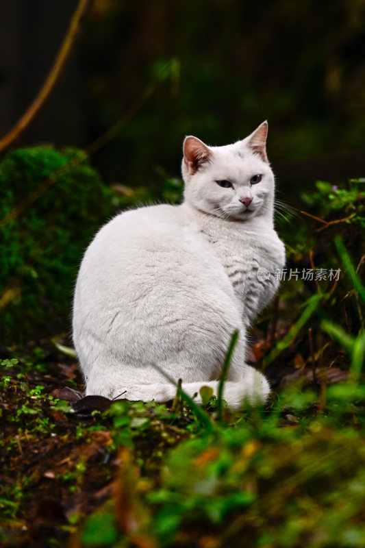 财神庙招财猫