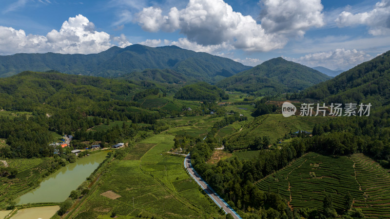 福建武夷山茶园高山