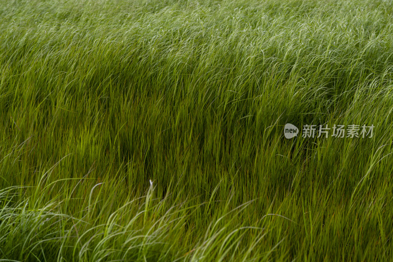 夏季生长茂盛的青草背景素材