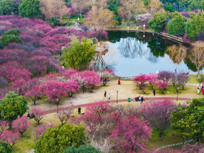 长沙橘子洲梅园梅花