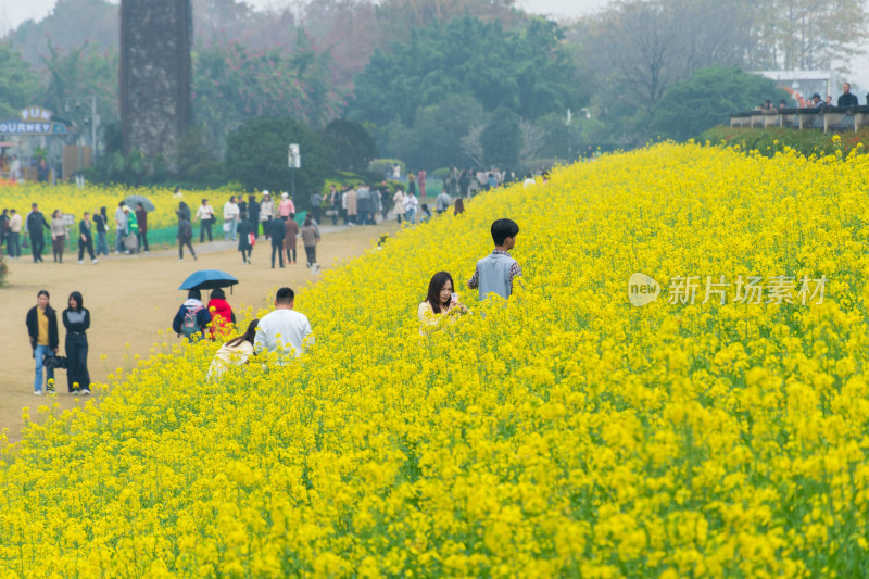 福州花海公园游客漫步观赏黄色油菜花田