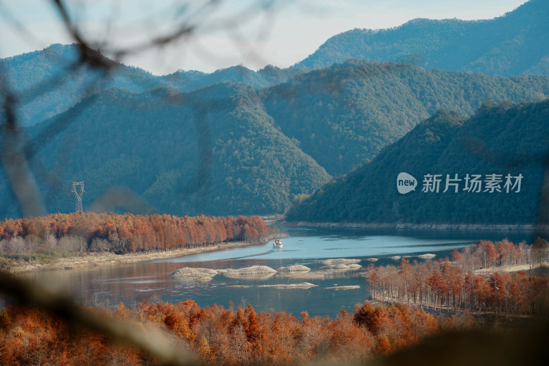 山林间色彩斑斓的红杉林秋景