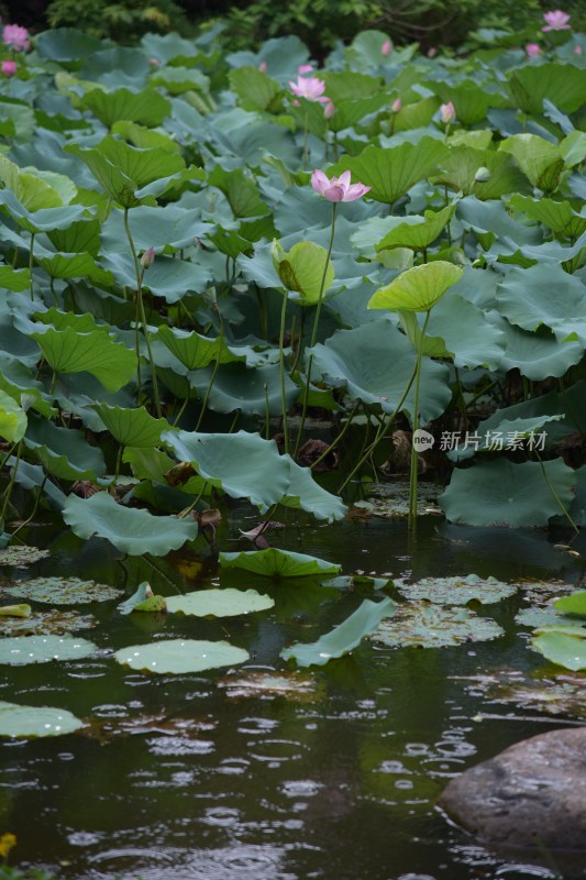 广东东莞：清溪公园荷花盛开