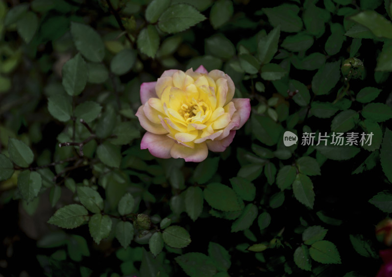 夏天花园里盛开的美丽花朵