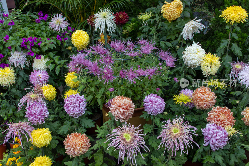 菊花展览各色菊花秋菊盛开