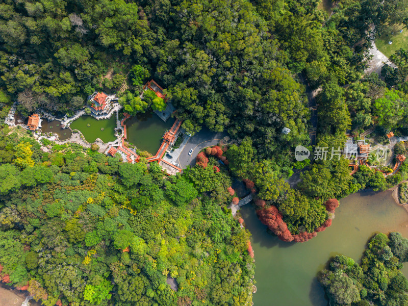 深圳仙湖植物园落羽杉