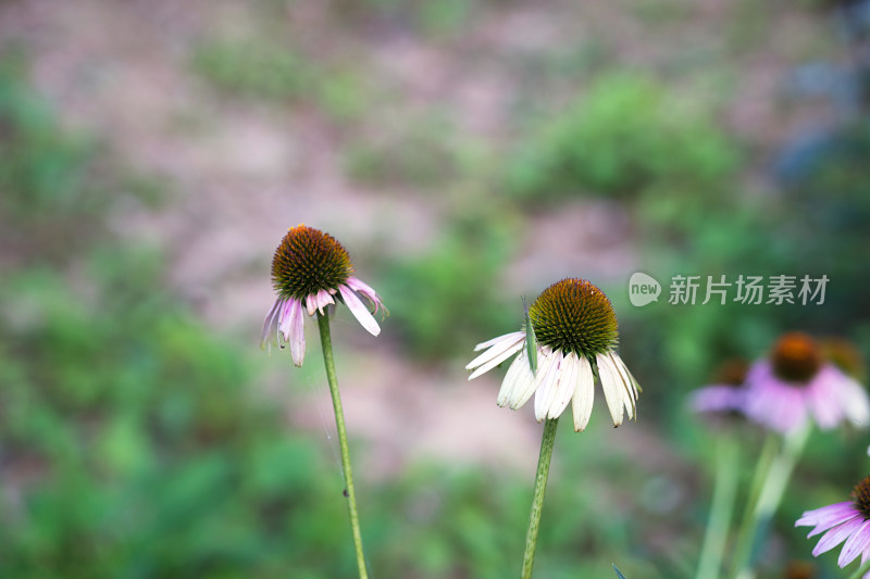 紫锥菊特写