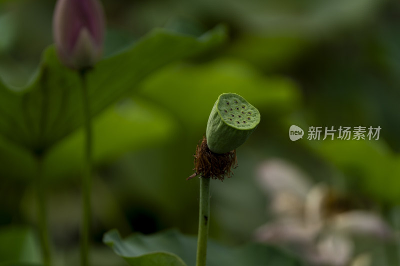 夏季荷塘里的莲蓬