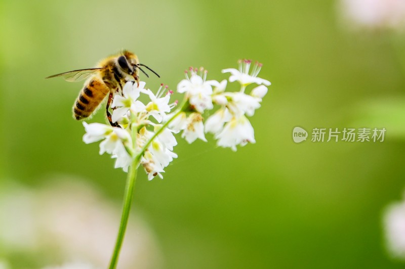 重庆酉阳：荞花.蜜蜂