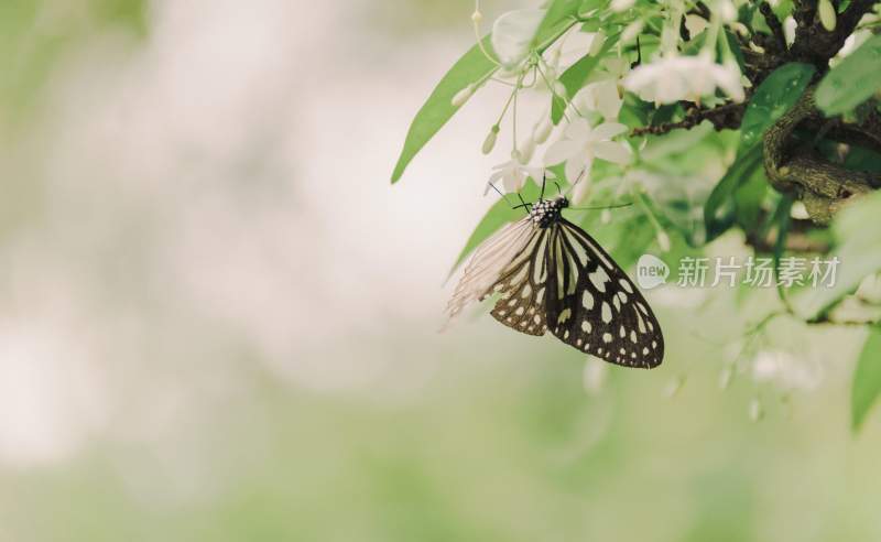 花粉蝴蝶飞翔，美丽的飞虫