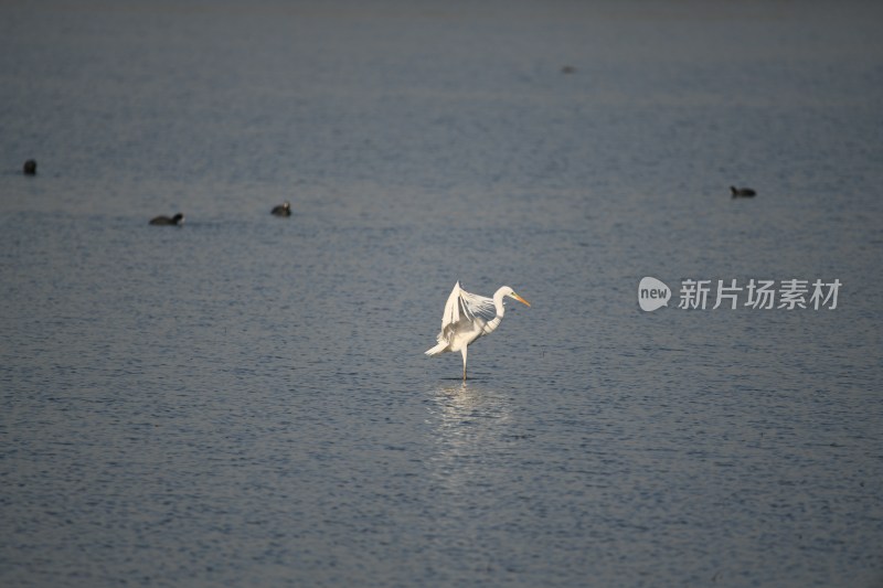 水中野生白鹭