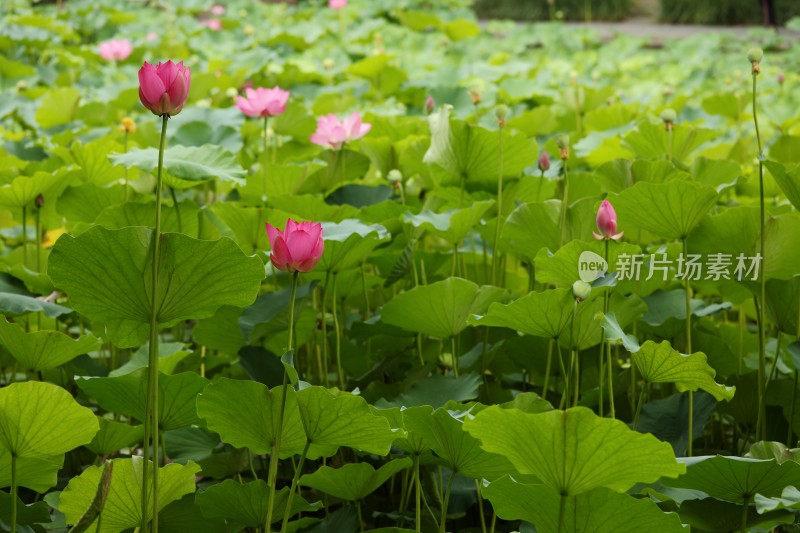 荷花莲花莲池荷花