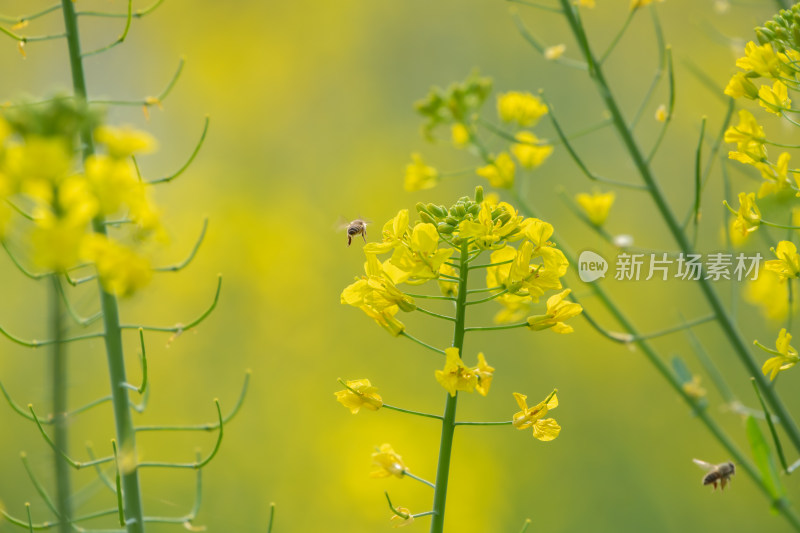 春天油菜花和蜜蜂