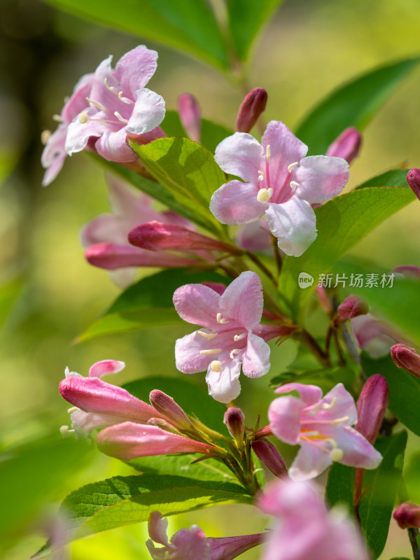 春天的灌木锦带花特写