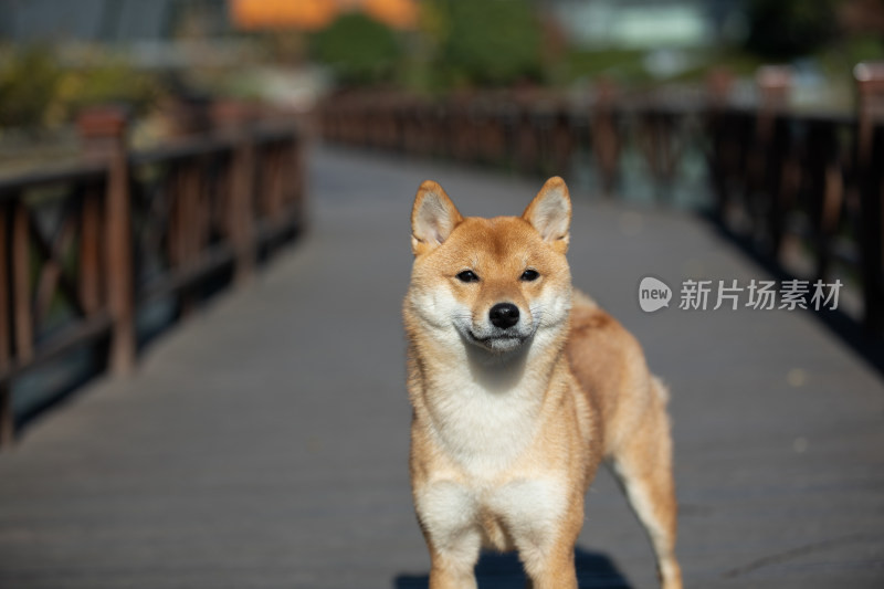 一只在栈道上玩耍的柴犬